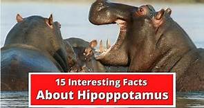 15 Interesting Facts About Hippopotamus | Global Facts