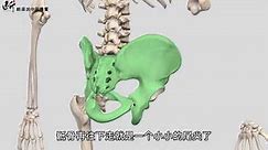【骨盆、骨盆】到底是哪几块骨头，通过哪几个关节形成的“盆”？