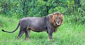León Sudafricano (Panthera leo krugeri)