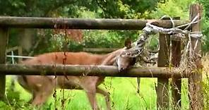 Rescues Only Had 30 Minutes To Save This Deer | The Dodo