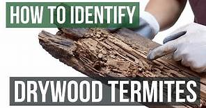 How to Identify Drywood Termites
