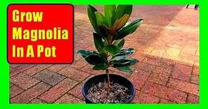 How To Grow Magnolia Trees In Pots: Magnolia Care Tips