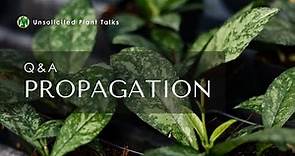 Hoya Propagation Q&A: Tips and Tricks for Thriving Houseplants - Unsolicited Plant Talks