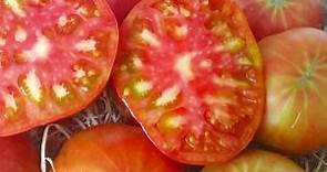 ▷ Tomate Rosa de Barbastro - El Tomate de los Tomates | Gastro Zaragoza