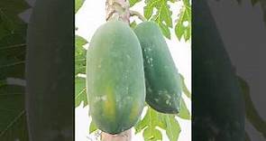 Carica papaya | Pravin Bhosale