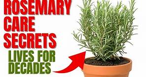 How To Grow A Rosemary Plant For Decades | 12 Secrets To Success