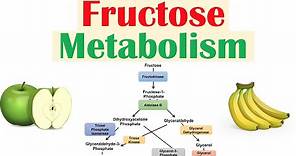 Fructose Metabolism: Absorption, Fructolysis, Regulation and Role in Obesity