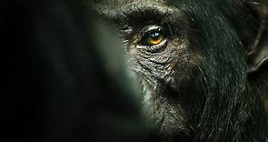 Chimp Empire | Trailer | Netflix