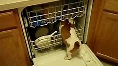 How your dishwasher REALY work