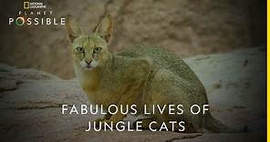 Fabulous lives of jungle cats | Planet Possible | 22nd April | Earth Day