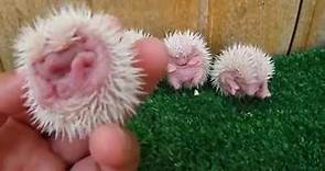 Erizos Bebes - Los primeros dias de un Erizo | Newborn hedgehogs with