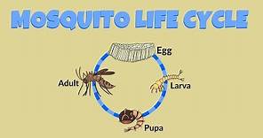 Mosquito Life Cycle - Life Cycle of a Mosquito