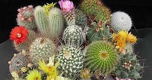 Singularidades Del Cactus Y Las Suculentas, Una Tendencia Natural - TvAgro por Juan Gonzalo Angel