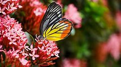 8 Tips For Creating A Beautiful Pollinator Garden