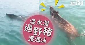 【睇片】淺水灣遇野豬渡海泳
