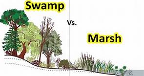 What is Swamp | Difference between Swamp & Marsh | Geography terms