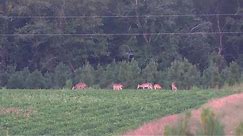 8 POINT DOWN | South Carolina Early Season Deer Hunt! | 2021#deerhunting #bigbucks #southcarolina