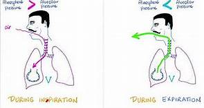 Ventilation, Compliance & Lung Pressures | Respiratory Physiology | Pulmonology