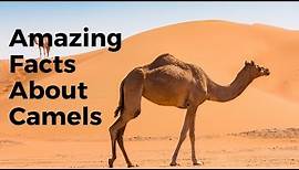 Top 30 Amazing Facts About Camels - Interesting Facts About Camels
