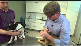 Französische Bulldogge - Tierarzt Hamburg » Dr. med. vet. Fabian von Manteuffel
