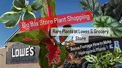 Big Box Store Plant Shopping Rare and Common Houseplants at Lowes and Grocery Store Plants
