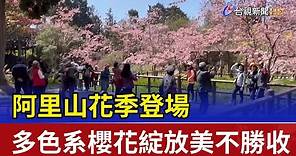 阿里山花季登場 多色系櫻花綻放美不勝收！