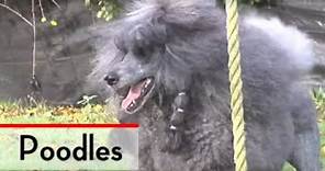 The Poodle - Bests of Breed