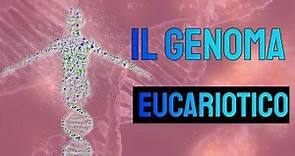 Il genoma eucariotico