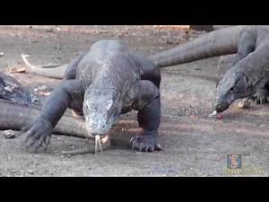 The largest lizards in the world, the Komodo Dragons on Rinca Island, Indonesia