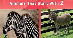 Animals That Start With The Letter Z: Listed With Facts