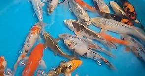 Koi fish going on the website this... - Windsor Fish Hatchery