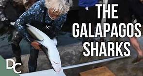 Learning What It Takes To Save The Galapagos Sharks | Ocean Vet | S1E01 | Documentary Central