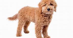 Hypoallergenic Dogs For Adoption Near You - Rehome Adopt a Hypo-Allergenic Dog or Puppy Pet Rehoming Network