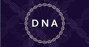 What is DNA and How Does it Work? - Basics of DNA