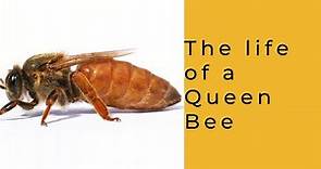 Life of a Queen Bee