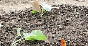 Jak pěstovat brokolici ze semen. Brassica oleracea var. botrytis