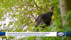 Fish and Game officials asking people to report turkey sightings through online survey