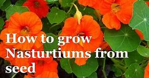 How to Grow Nasturtuims From Seed