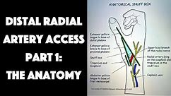 Distal Radial Artery Access Part 1: The Anatomy