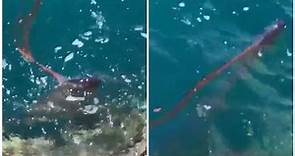 921驚見深海「地震魚」游到淺水區 民憂地殼變動前兆？