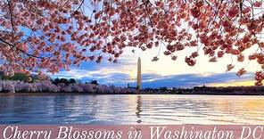 Cherry Blossoms of Washington DC - All You Need To Know About DC's Cherry Trees