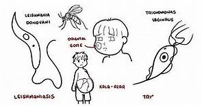 Introduction to Protozoa - the unicellular parasites (amoeba, giardia, leishaniasia, plasmodium)