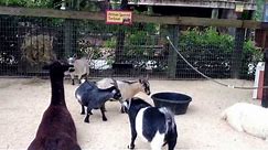 Goats Bleating
