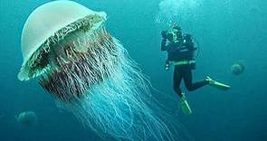 15 Incredible Jellyfish Species