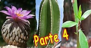 20 Tipos de cactus, que nunca habías visto ! parte 4.