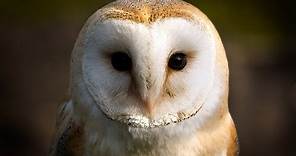 Owl Documentary - Fascinating Facts About Owls (New Documentaries)