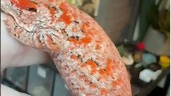 Orange Blotch Gargoyle Gecko Male! #cosmicexotics
