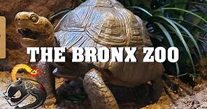 The Bronx Zoo 2019
