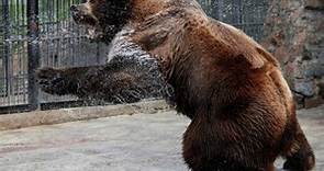 俄羅斯國家公園驚傳熊吃人 露營遊客慘被啃食 - 國際 - 自由時報電子報