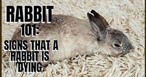 Rabbit 101: Signs That A Rabbit Is Dying